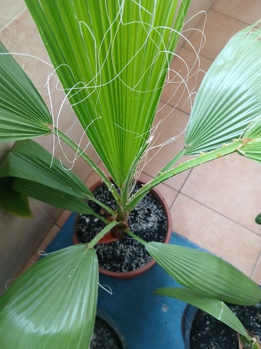 Пальма Вашингтонія та Фінікова