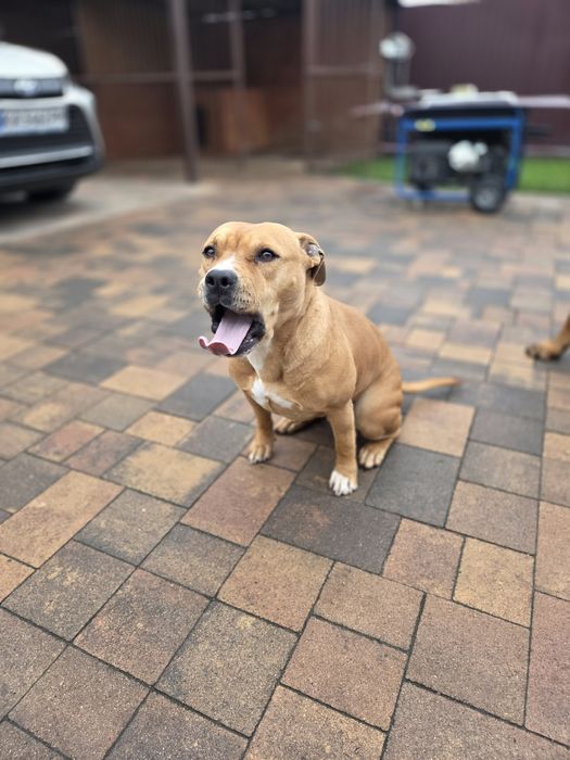 Американский стаффордширский терьер, девочка 3 года