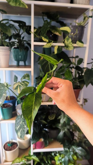 Syngonium Five fingers sadzonka