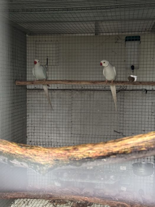 Vendo ou troco Ring necke por grandes aslexabdrinos