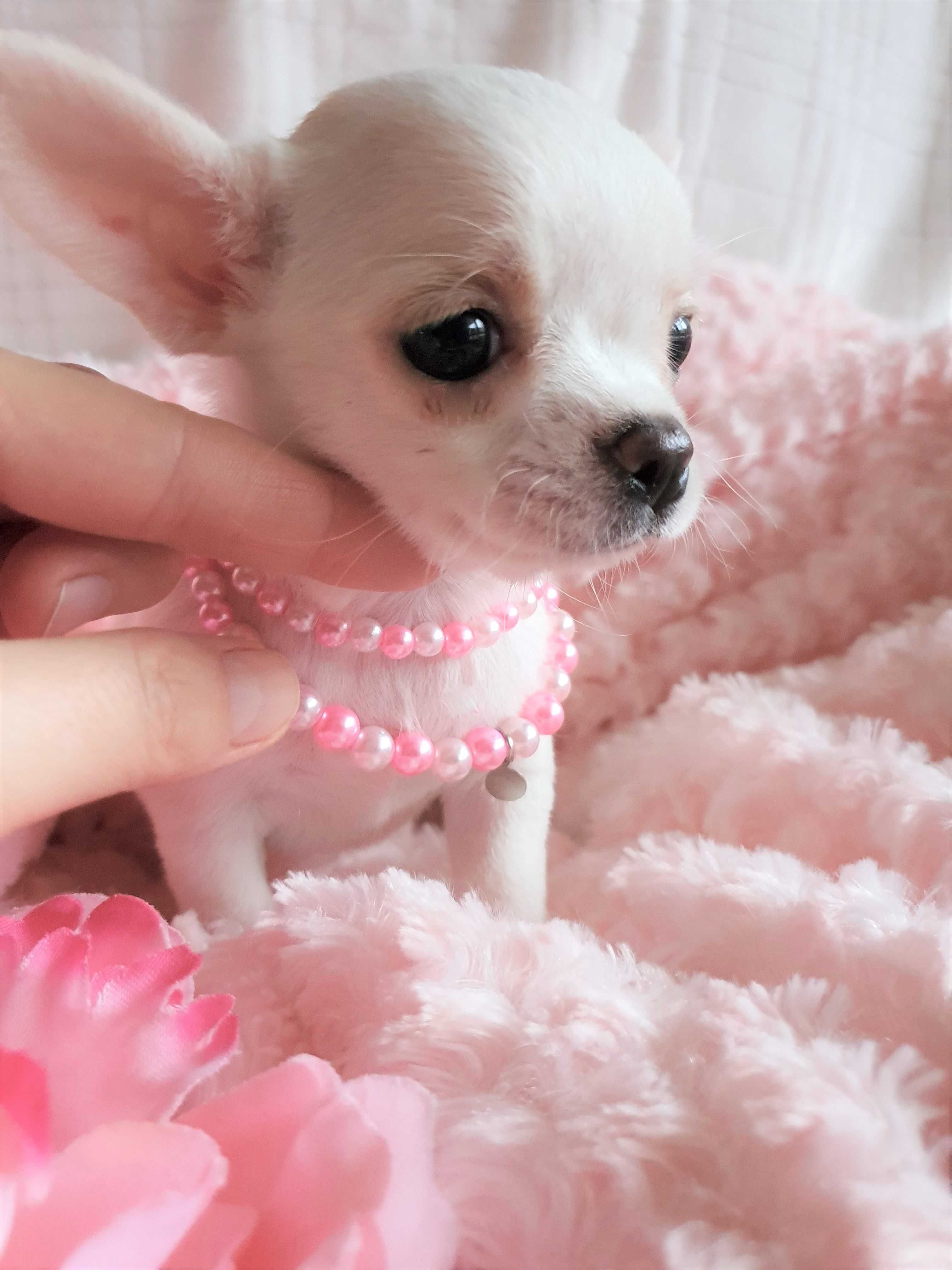 Chihuahua **Super mini**Piesek z Rodowodem. Biel-Cream.