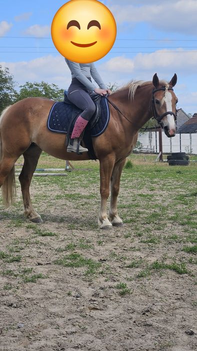 Sprzedam klacz, kuc w typie haflingera