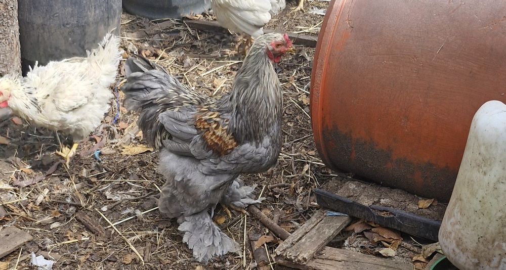 2 Galos  Brahmas puros