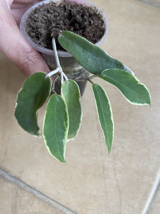 Hoya kenejiana albomarginata