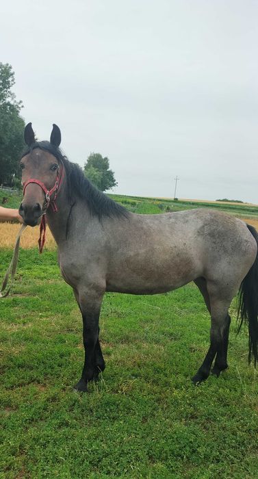 Sprzedam klacz dereśke