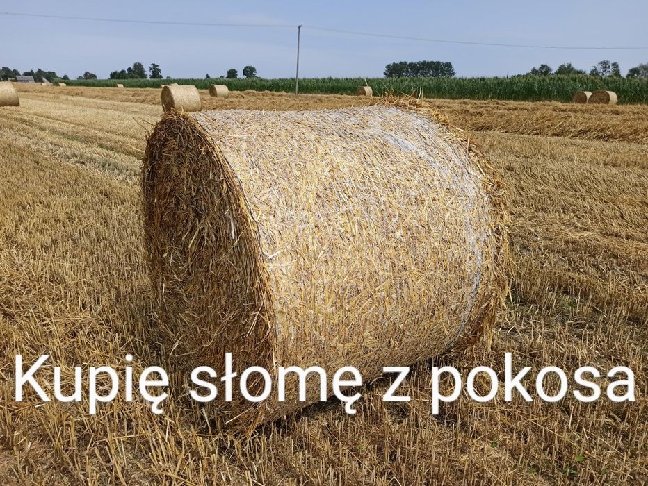 Słoma z pokosa że żniw 2023