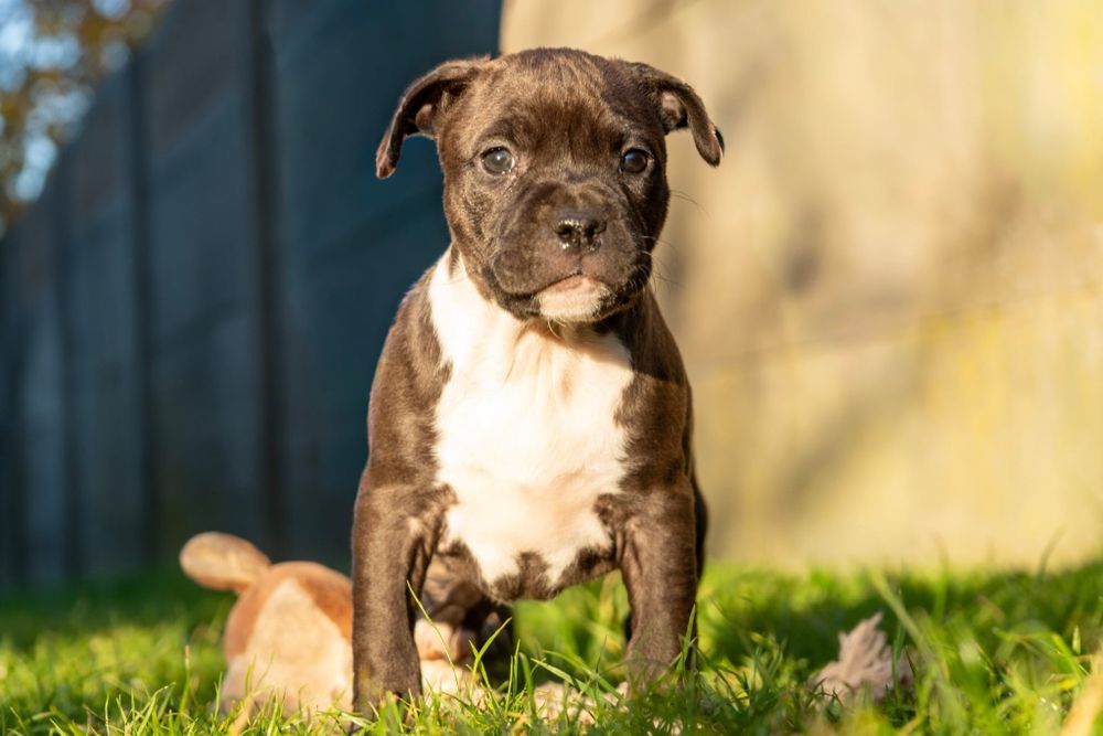 American Staffordshire terrier Zkwp FCI