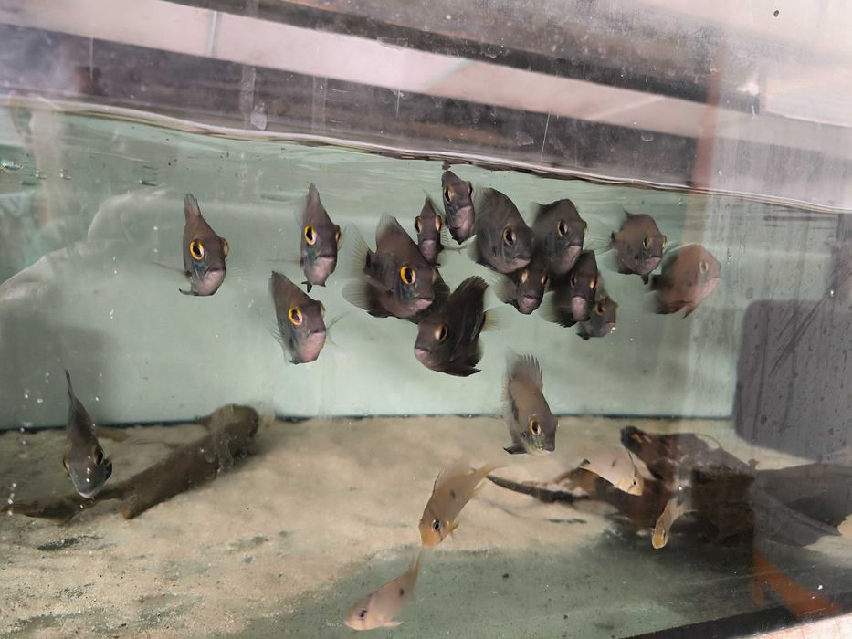 Uaru królewskie (Uaru amphiacanthoides)