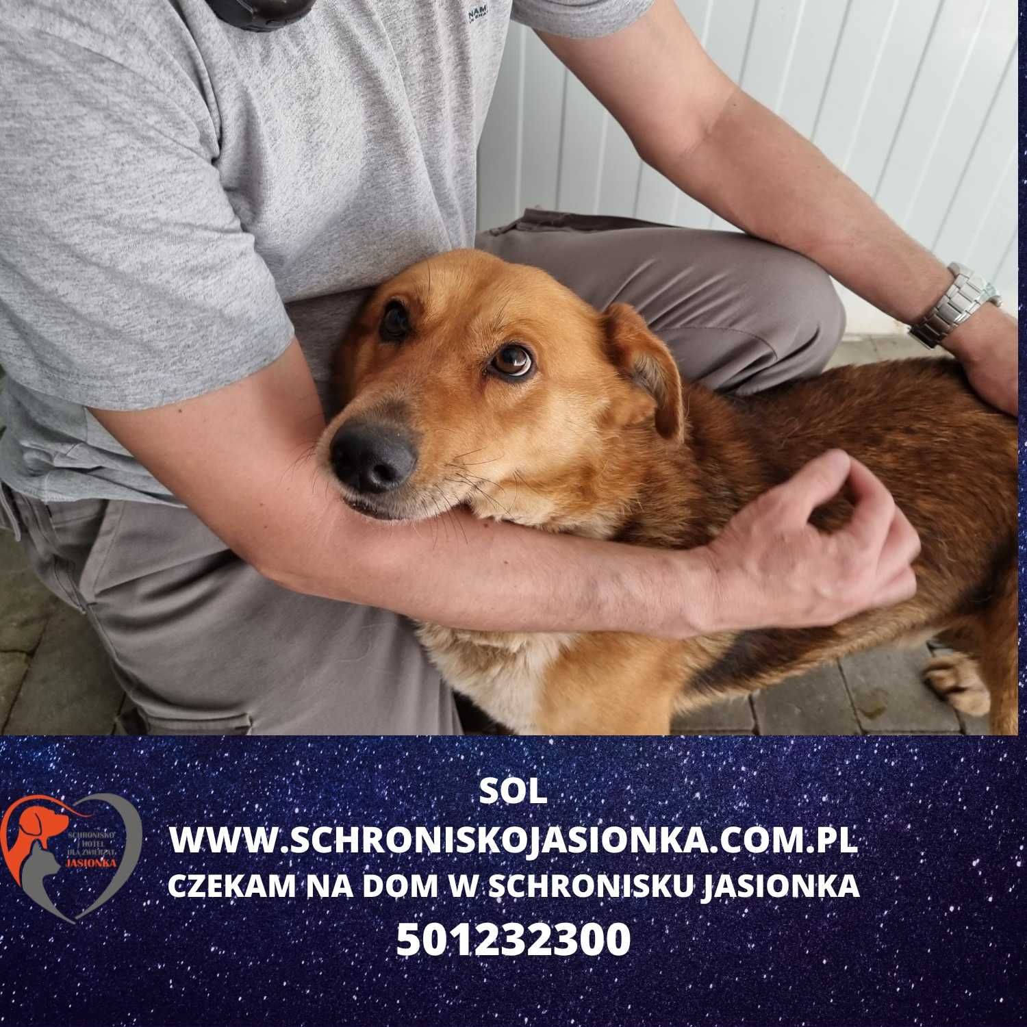 Sol-do adopcji schronisko Jasionka