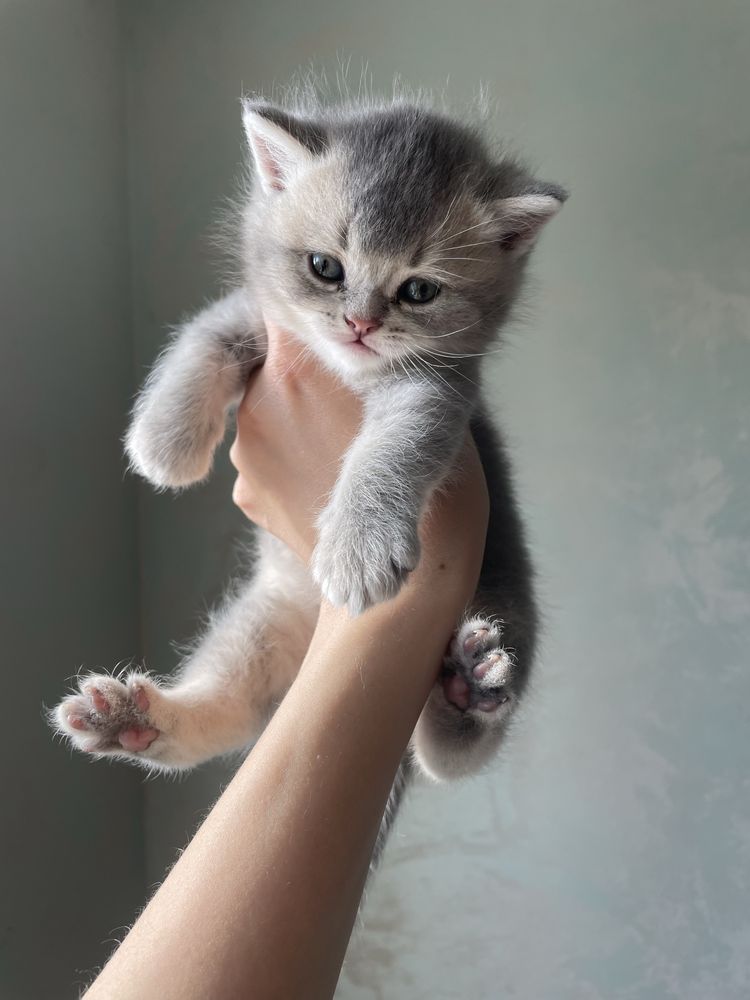 Шотландські чистокровні кошенята, котик фолд,шотландские котята