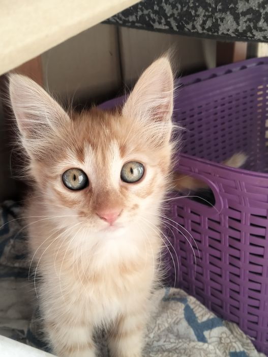 4 Gatinhos para adoção