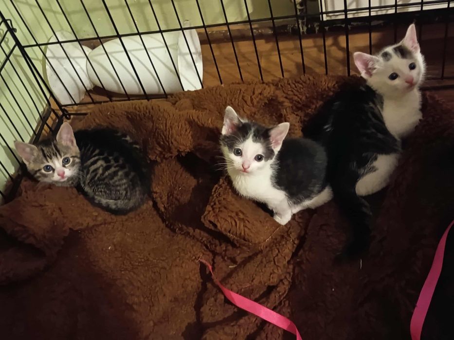 Pilne - do oddania małe kocice