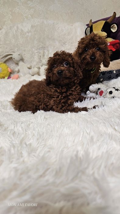 Ляльковий той пудель , без браку, від китайських батьків