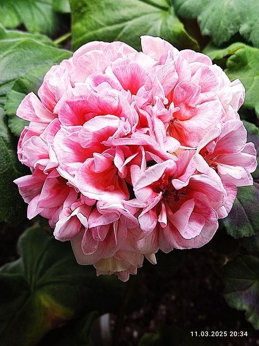 Продаю пеларгонію