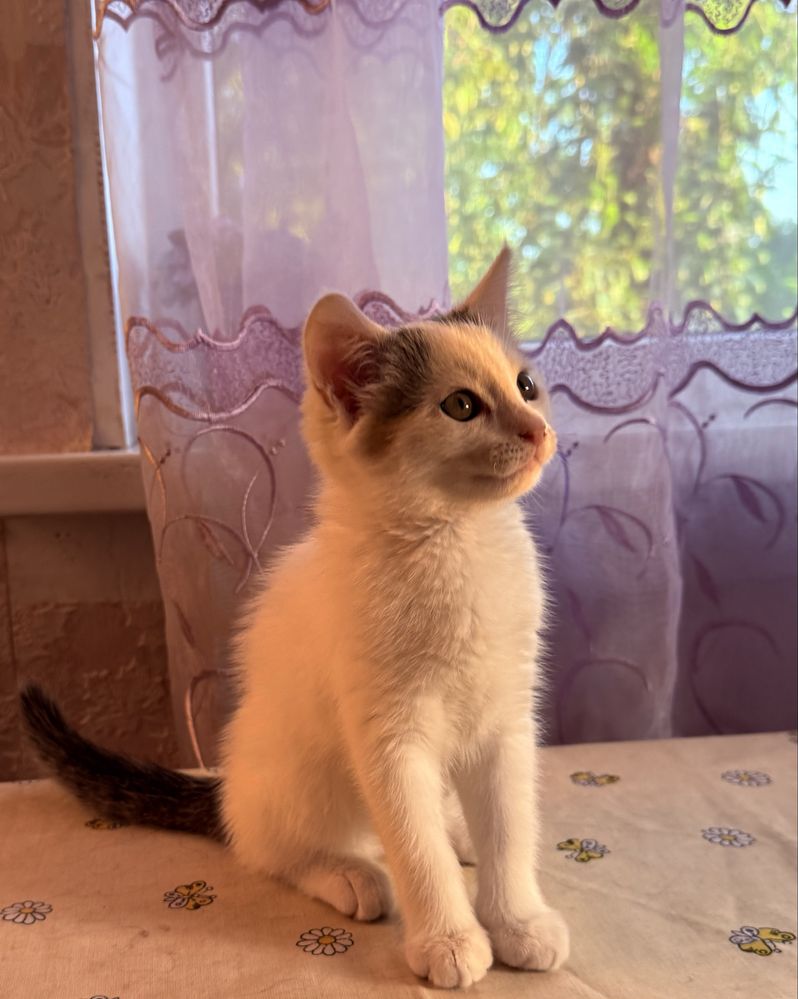 Кіт, кошеня, котик в добрі руки