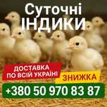 Индюшата суточные порода БИГ-6