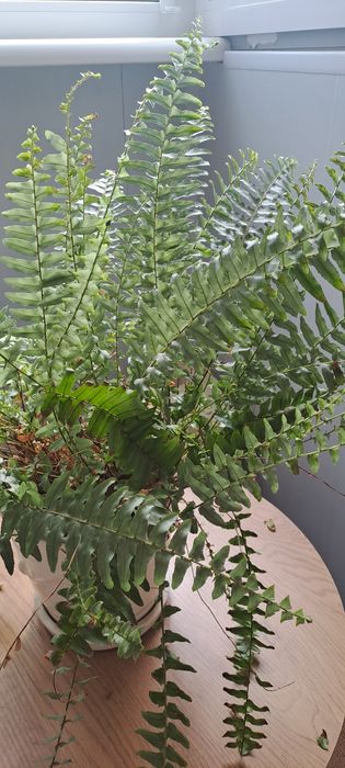 Папоротнік великий