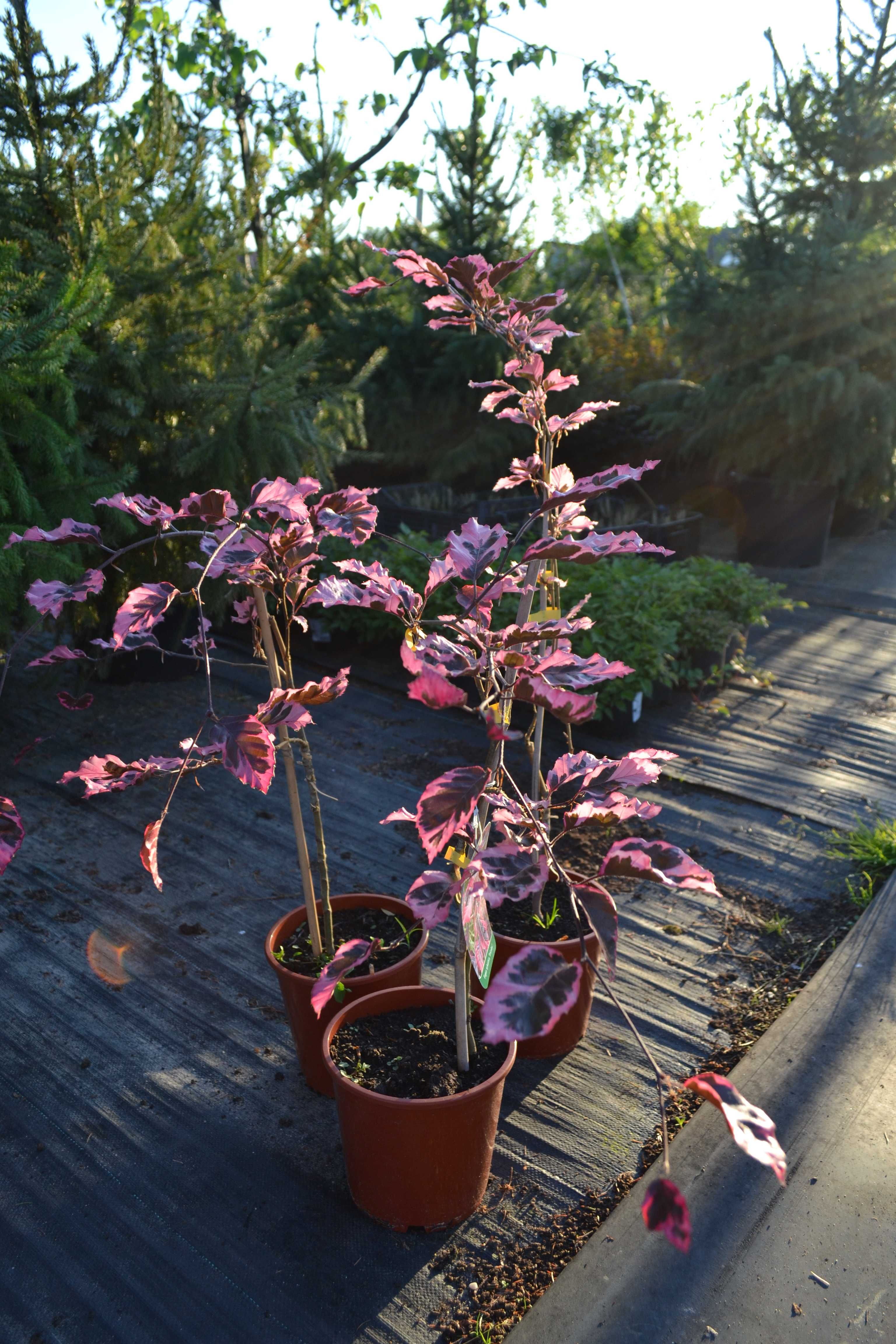 Buk purpurea tricolor 0,8-1 m