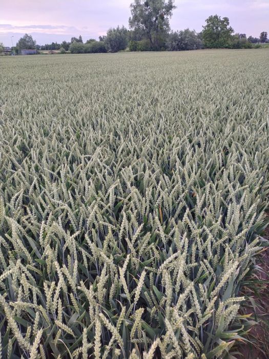 Wydzierżawię grunty rolne