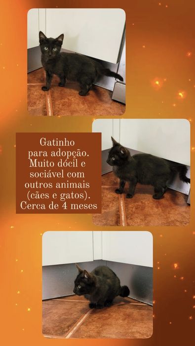 Gatinho para adopção