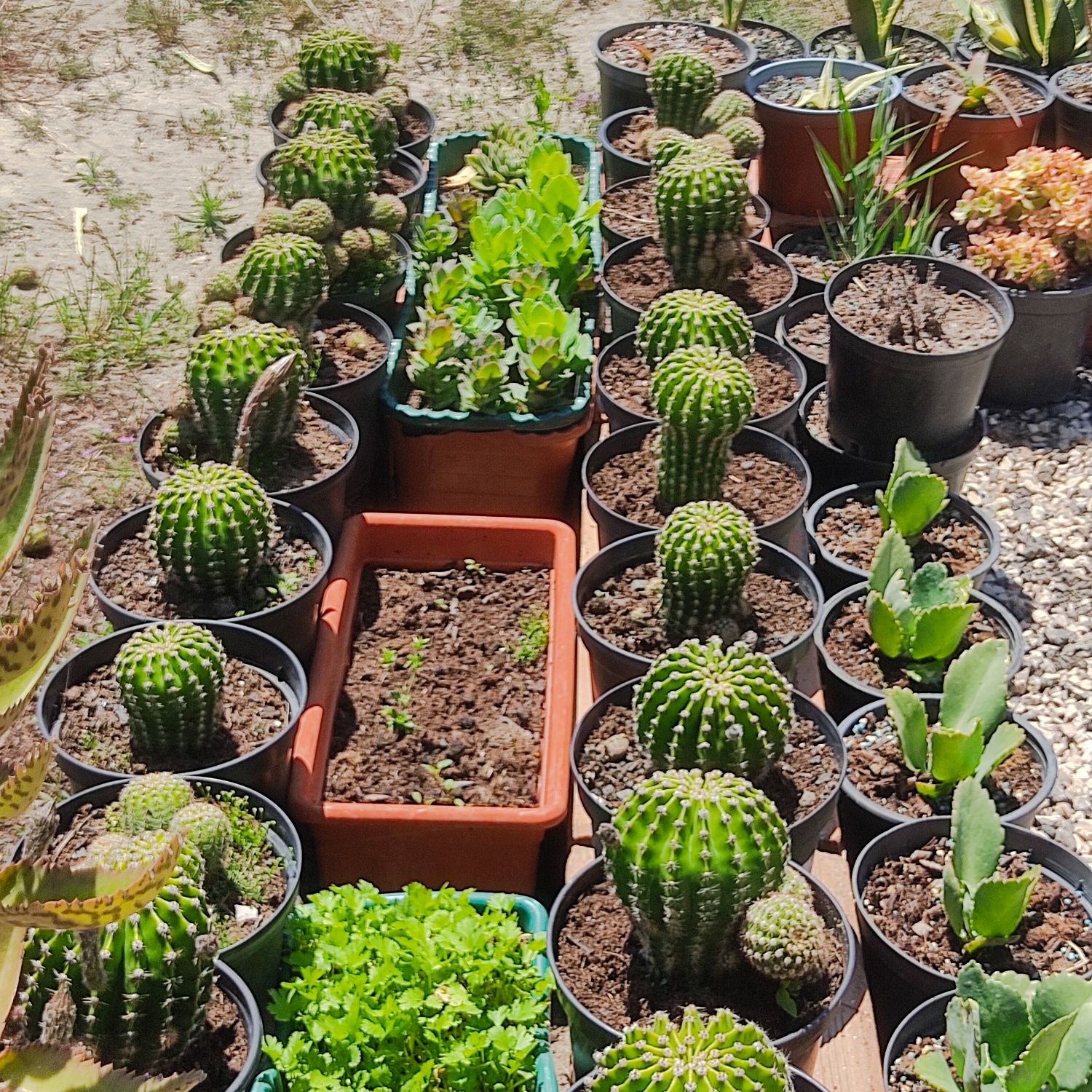 Vários Vasos dê flores  catos e suculentas