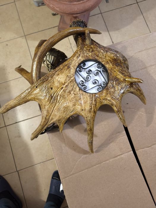 Żyrandol poroże zrzuty łosia