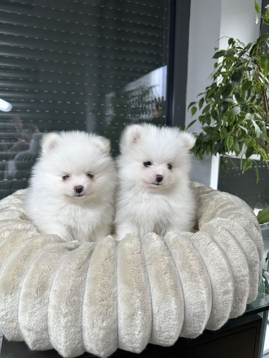 Pomeranian szpic miniaturowy xxs bardzo mały biały znakomite geny