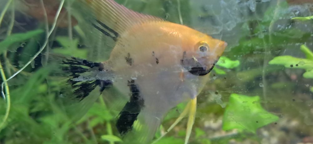 Sprzedam rybki akwariowe