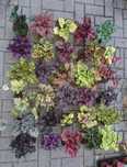Heuchera Żurawki