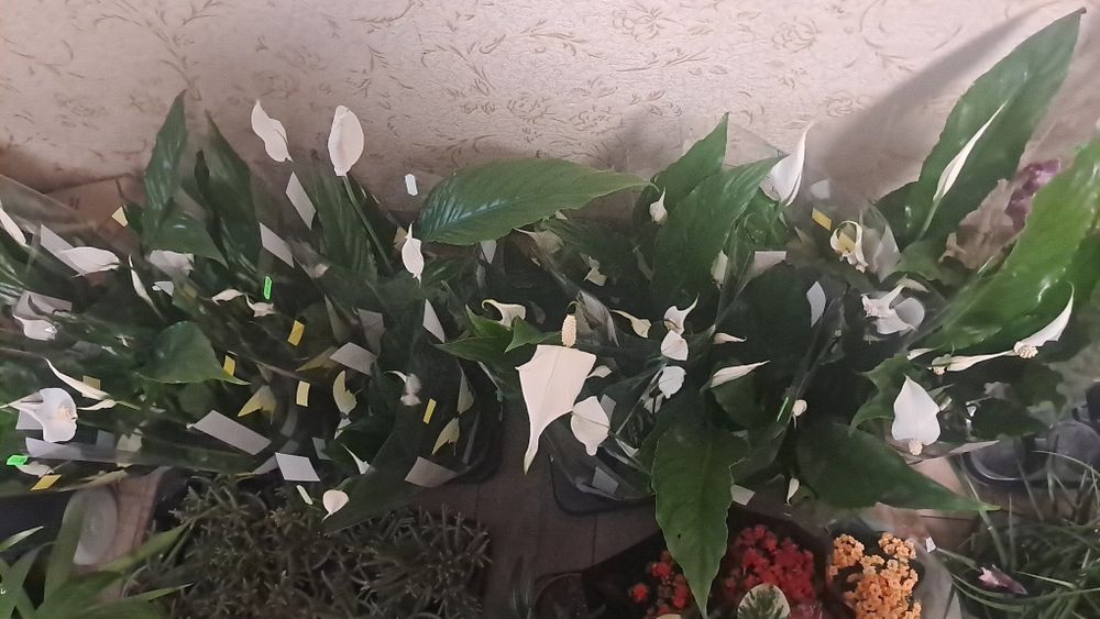 Спатіфіліум 200 грн