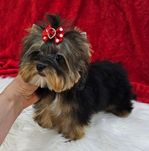 Maleńka 1kg urocza śliczna księżniczka Yorkshire Terrier