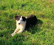 Border collie szczeniak