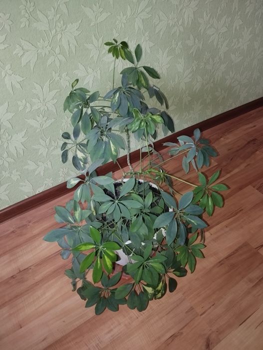 Шифлера, кімнатна рослина