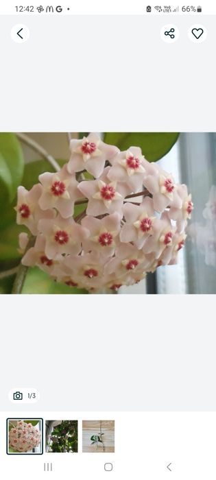 Hoja, hoya tzw. Woskownica