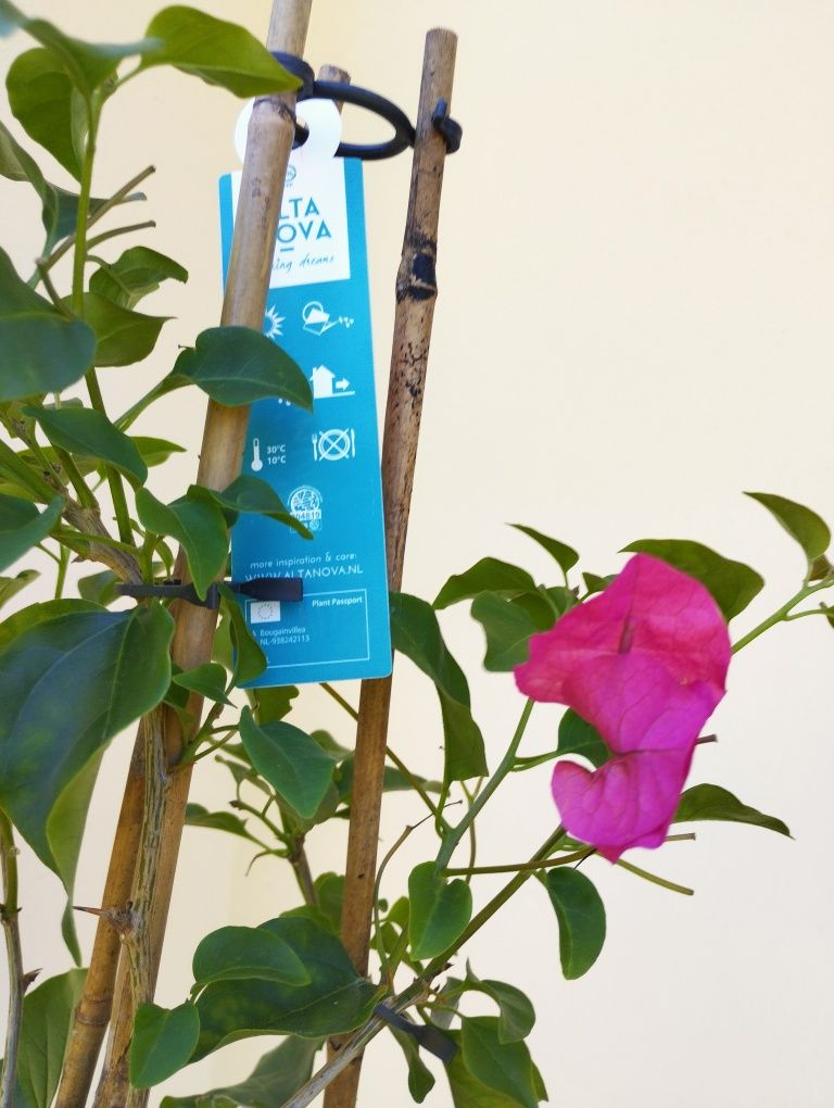 Bugenwilla duża roślina śródziemnomorska różowe kwiaty 65 cm