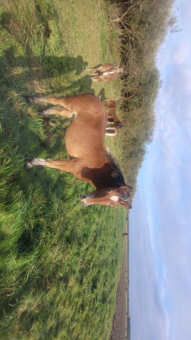 Sprzedam zrebaki zimnokrwiste kobyłki