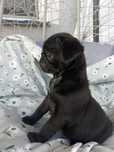 Mops Mopsik Czarny