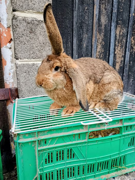 Sprzedam młodego samca