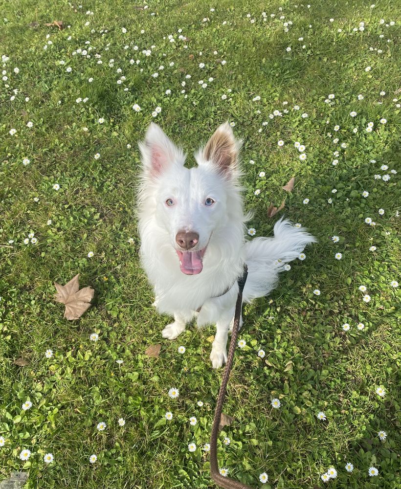 Border Collie para adoção