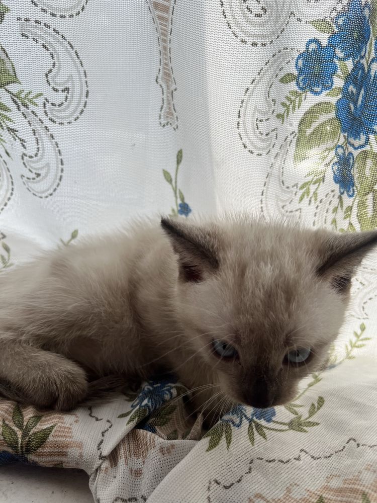 Сіамські котики..