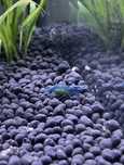 Camaroes blue dream