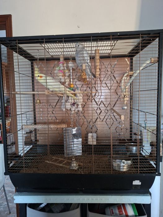 Gaiola com caturras domesticadas