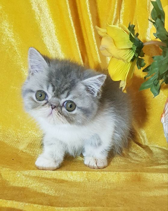 Экзотическая короткошерстная