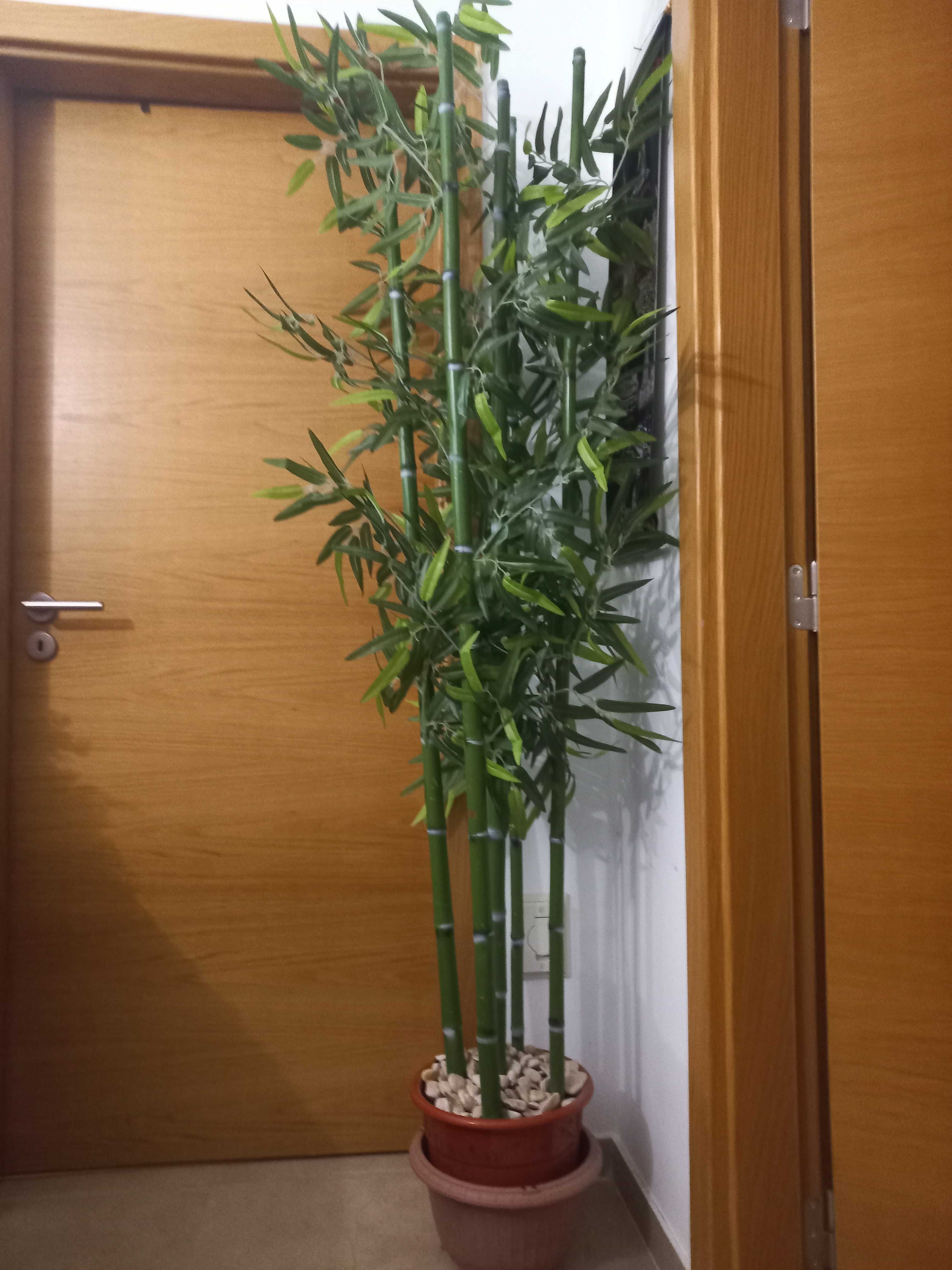 Plantas decorativas