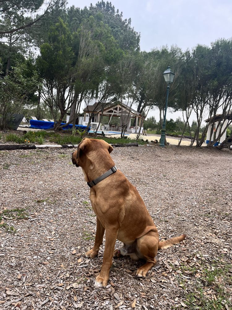 Cães Leao da Rodésia