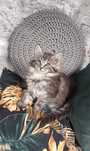 Maine Coon - kotka