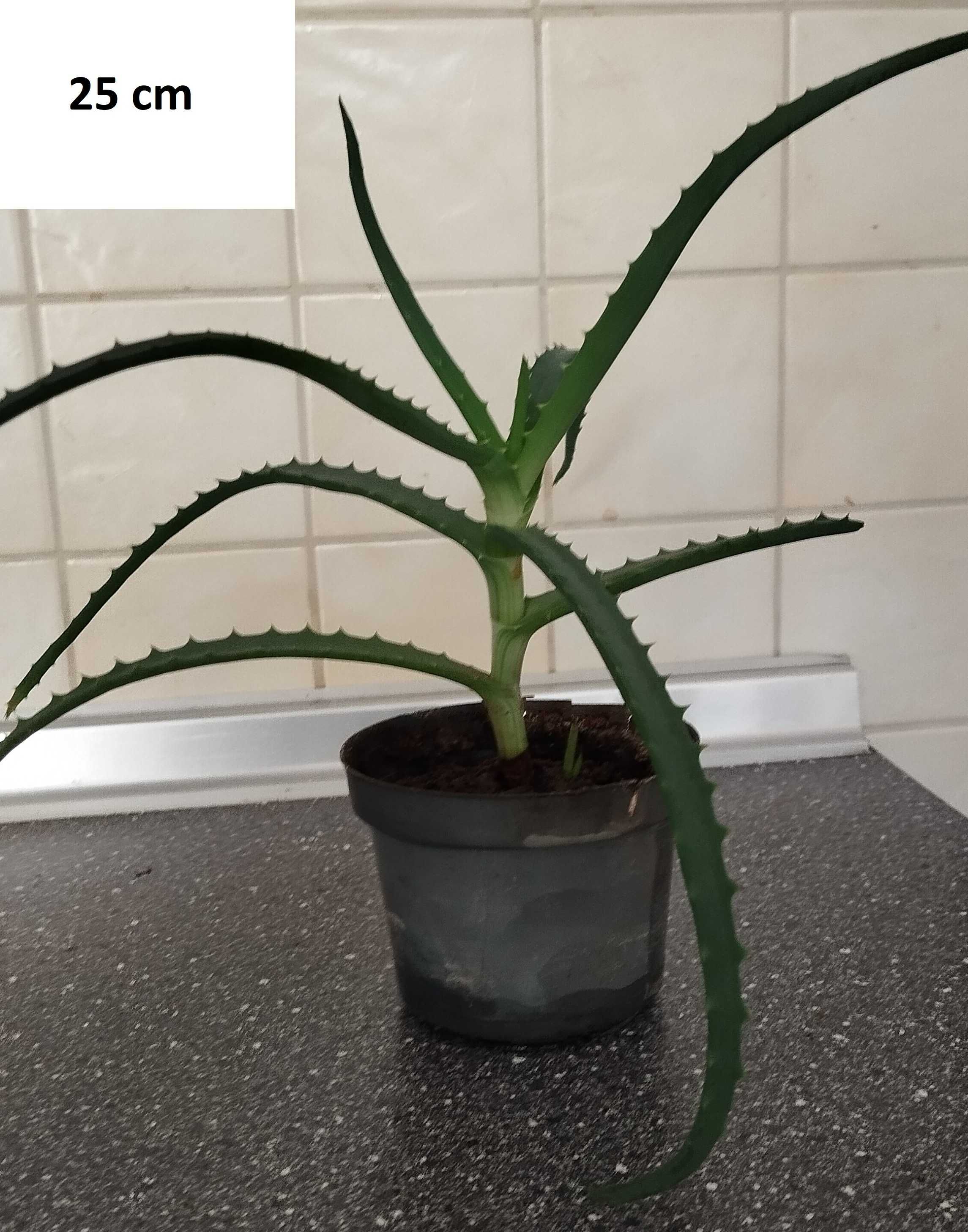 Aloes drzewiasty - 25-35 cm