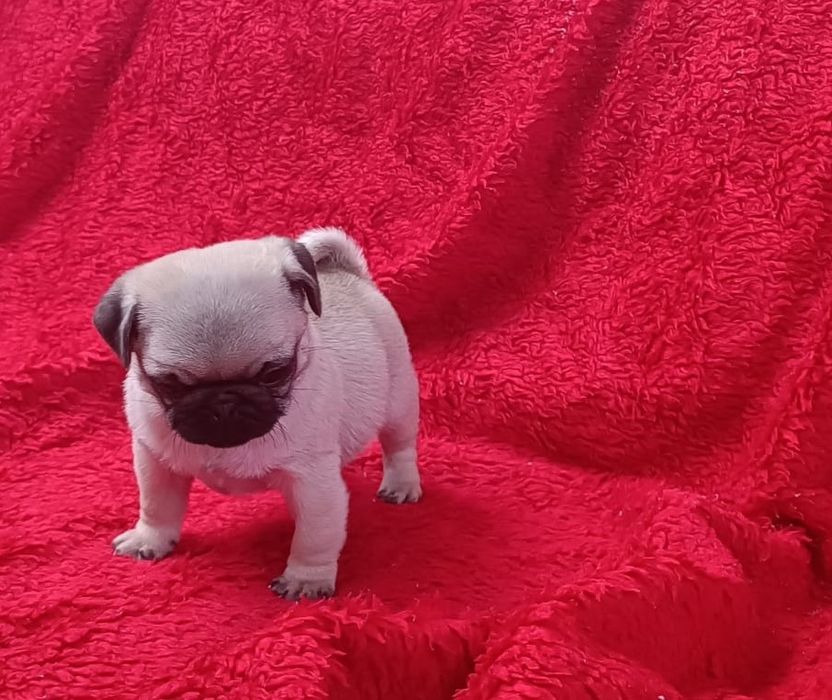 Fêmea Pug carlin