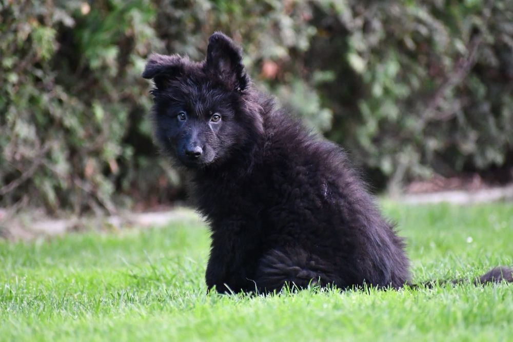 Owczarek staroniemiecki