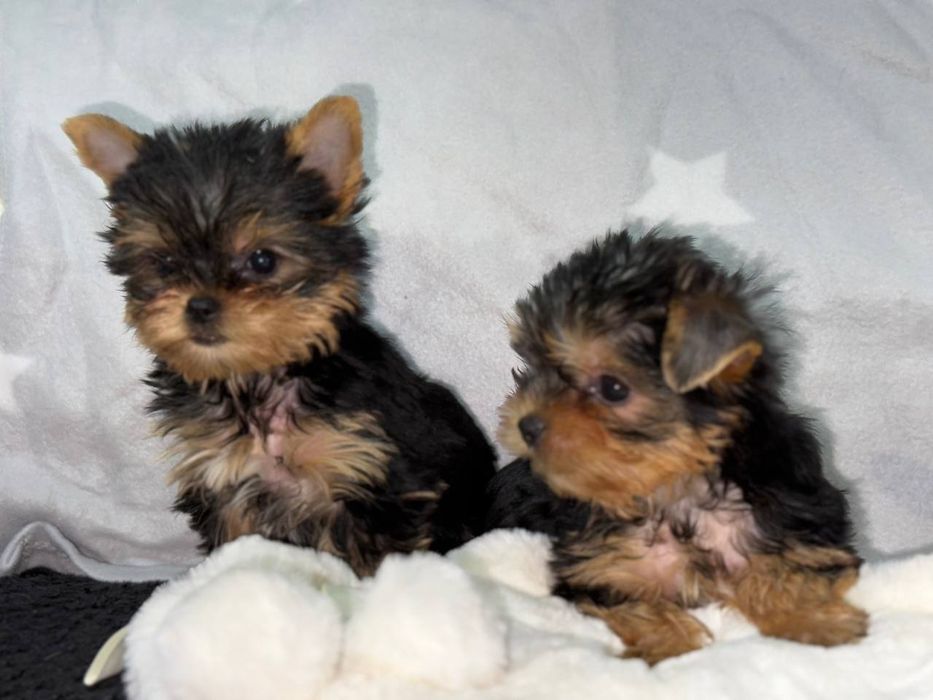 Маленькі клубочки